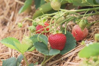 Fraises